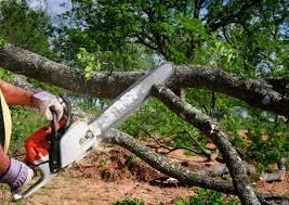 Trusted El Segundo, CA Tree Removal and Landscaping Services Experts